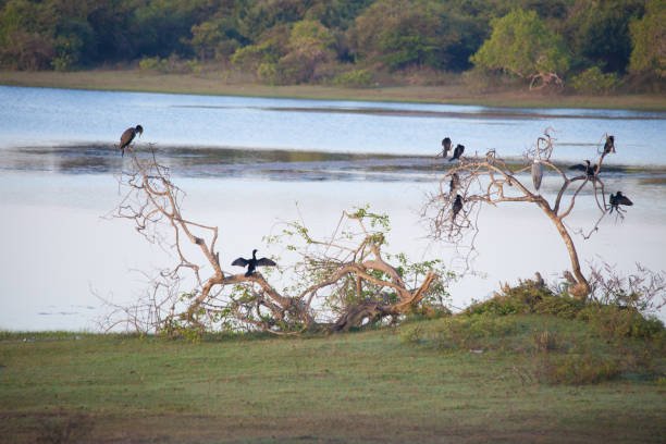 bundala bird watching safari, Sri Lanka